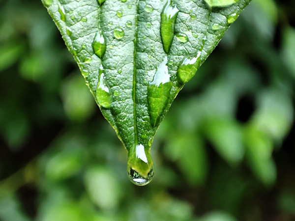 Pocophone-F2-Pro-macro-test-water-droplet-on-the-end-of-leaf.jpg